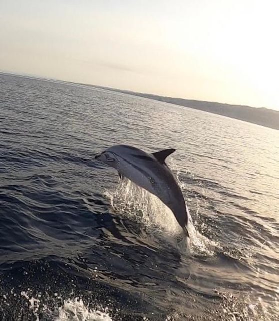 boat tour exploring and searching for dolphins in Acitrezza - The Faraglioni and the Myth That Explains the Rocks
