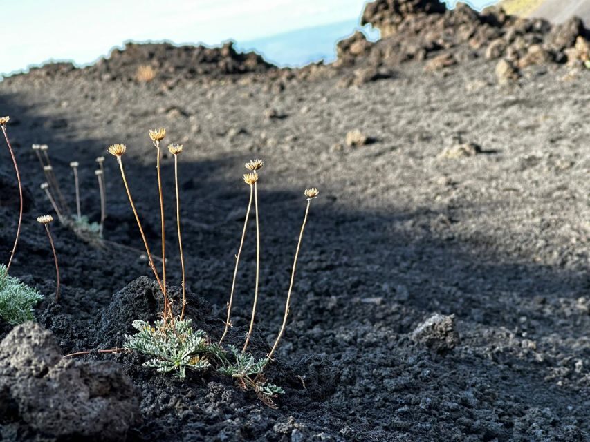 Catania: Etna Morning or Sunset Trek with Lava Tunnel & Gear - The 2001 eruptive theater moment: views plus context