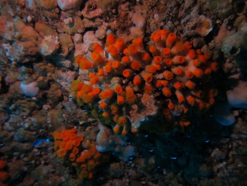 Catania: Gulf Scuba Diving Tour with Marine Biologist - Safety and Comfort for Beginners (and Those Who Worry)