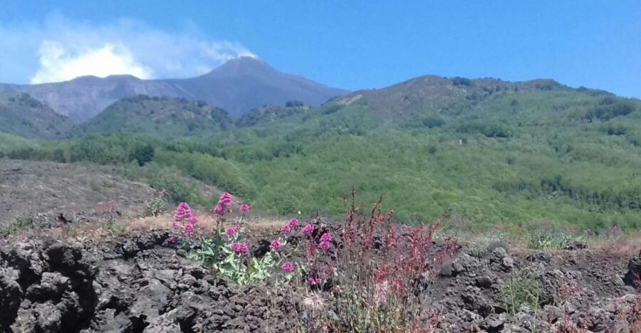 Catania: Mount Etna Sunset Tour and Etna Doc Wine - Price and value: why $79.30 can make sense for this 5-hour plan