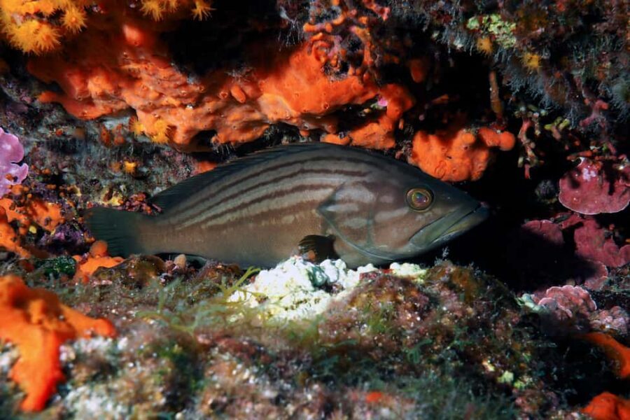 Catania: Scuba Diving Experience - Meeting at Camping Jonio: Where You Start the Clock