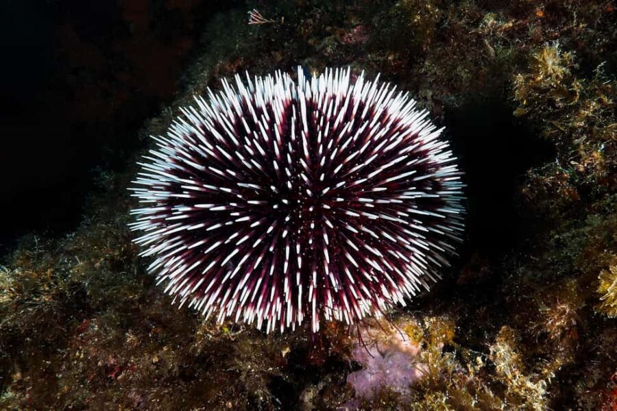 Catania: Scuba Diving Experience - Safety Briefing Before You Go: The Real Secret Ingredient
