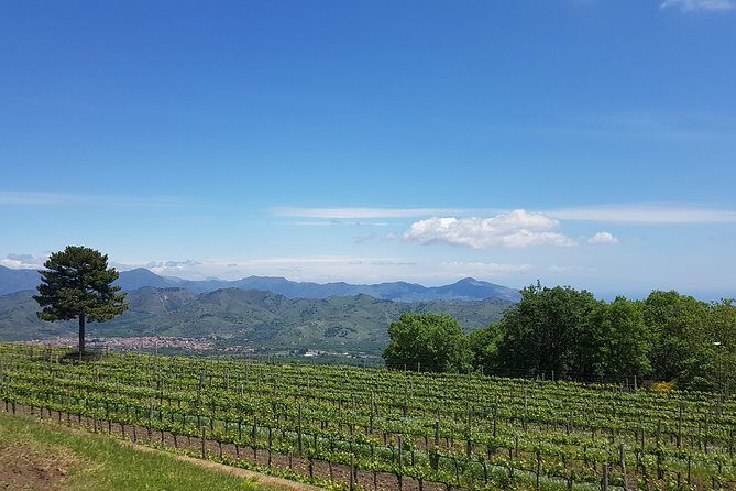 Etna Easy & Winery from Messina, Catania or Taormina/G. Naxos - Why This Etna + Winery Day Works Better Than Most