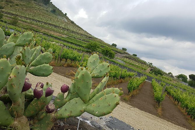 Etna Easy & Winery from Messina, Catania or Taormina/G. Naxos - Stop 1: Silvestri Craters on Mount Etna (What You Get in 1 Hour)