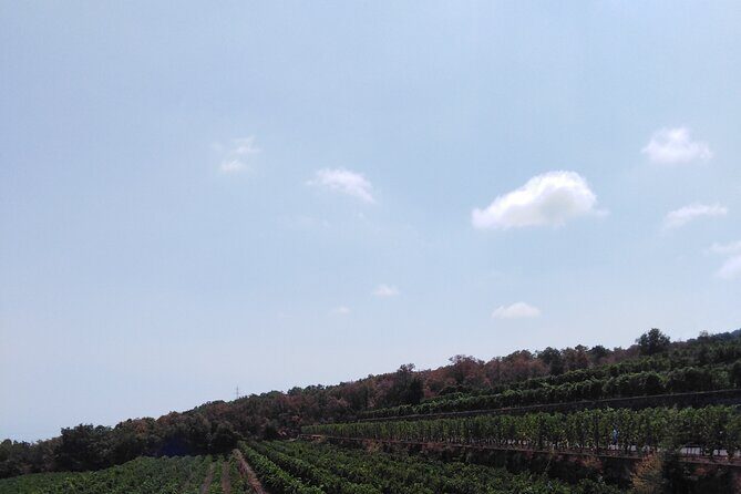 Etna private tour with wine cellar gambino lunch and wine tasting - What you’re paying for: $280.23 and where the value really is