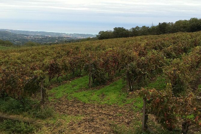 Etna Tour and Lunch in a Winery with Wine Tasting - Price and Value: What $326.87 Actually Buys You