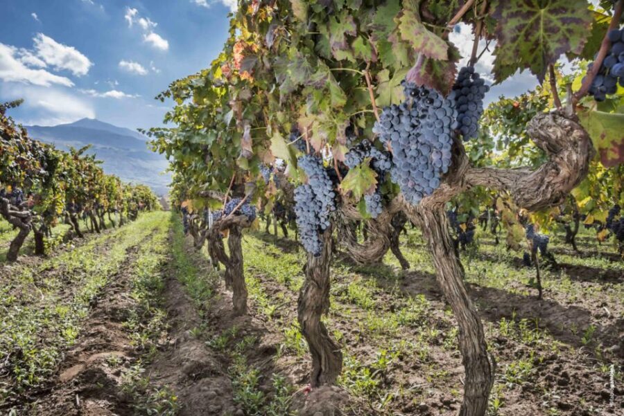 Etna & Wine Private Day Tour - Etna’s Guided Station Visit: Old Lava Features Without Real Hiking