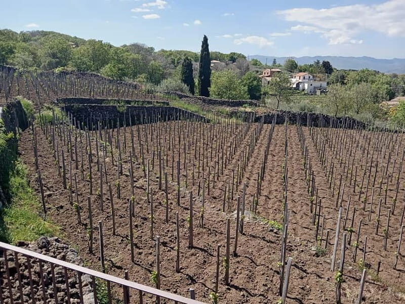 From Taormina: Etna Walking Tour and Wine Tasting in Winery - Winery Lunch and Wine Tasting: Four Etna Wines with Sicilian Food