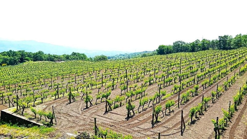 From Taormina: Etna Walking Tour and Wine Tasting in Winery - Price and Value: Is $180.12 a Good Deal?