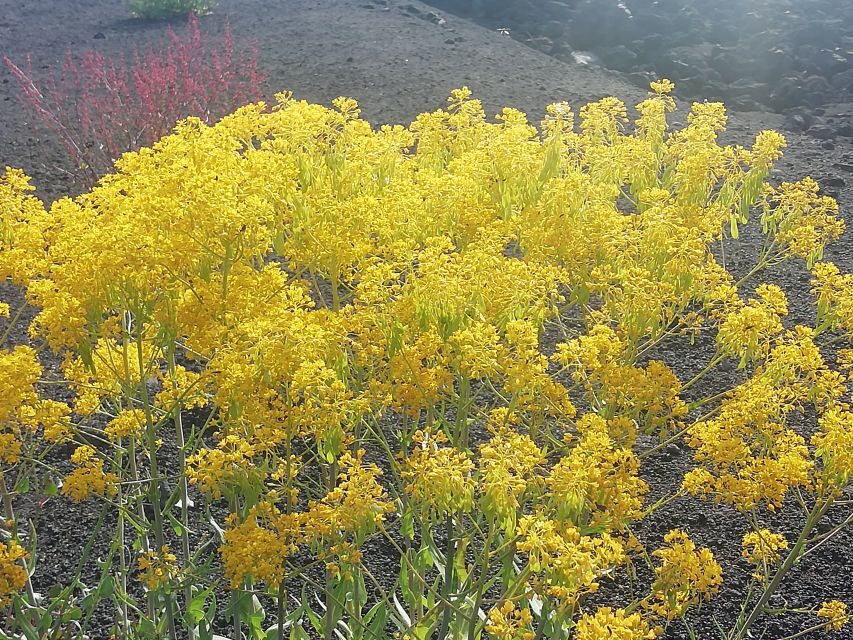 Mount Etna and Alcantara Gorges Day Trip - Value for money: why $107.62 can be fair (if this is your style of day)