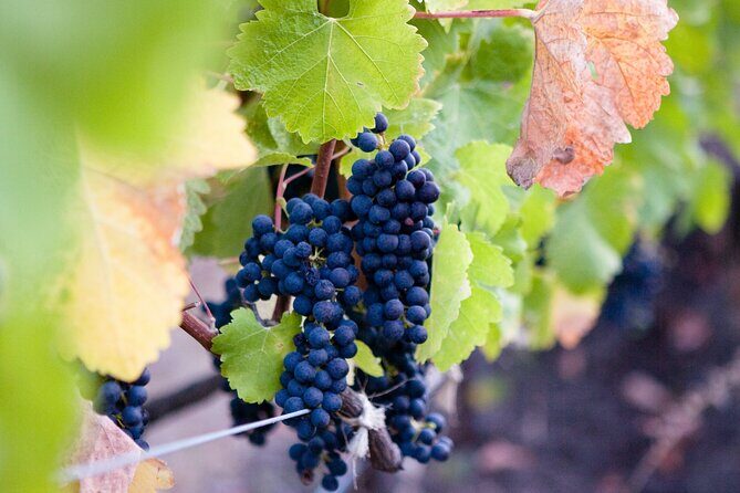 Mt Etna and Wine tasting tour from Catania - Stop 1: Etna Tribe—getting oriented before the mountain gets intense