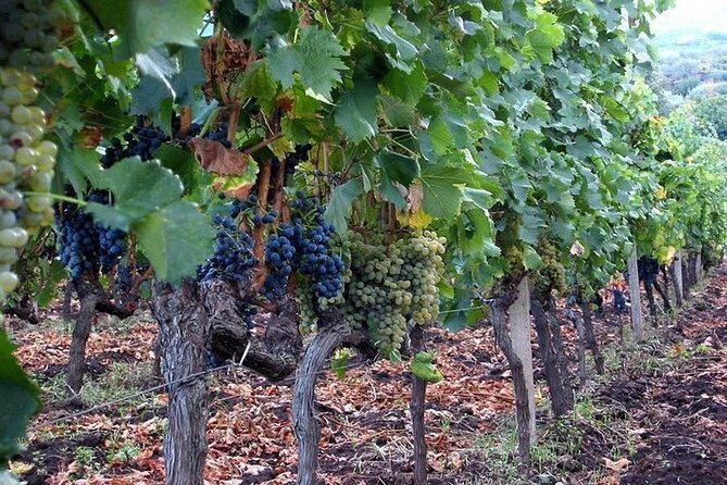 Private visit to the cellars of Etna with wine tasting - Price and Value at $220.02 Per Person