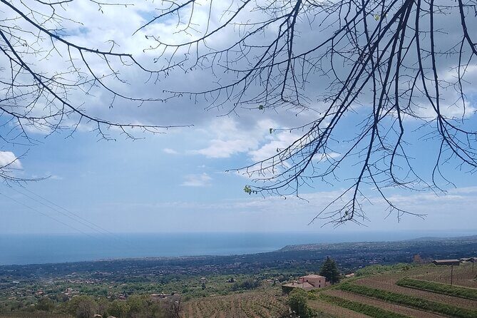 Tour two wineries of Etna wine tasting and lunch - Stop 2: Vineyard Visit and Mixed Red/White/Rosé Tasting